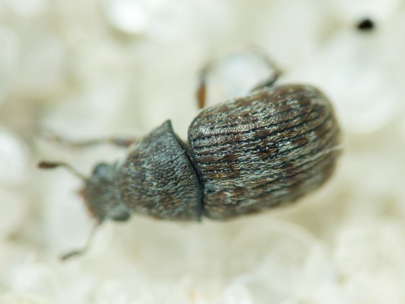 Anthribus nebulosus Förster, 1771